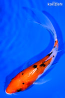 6.75" SANKE BUTTERFLY