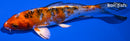 5.25" YAMATO NISHIKI
