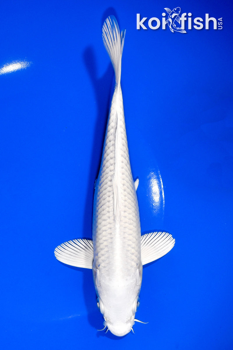 7.5" PLATINUM OGON