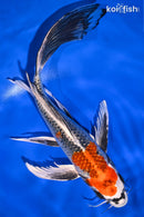10" KUJAKU BUTTERFLY