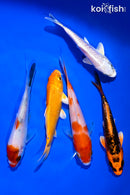 PACK OF (5) 4-5" STANDARD KOI
