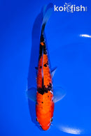 8" DOITSU GOSHIKI