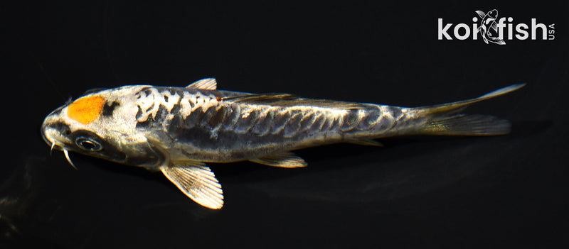 5.25" ARAGOKE MARUTEN BENI KIKOKURYU