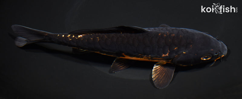 7.25" BENI KIKOKURYU