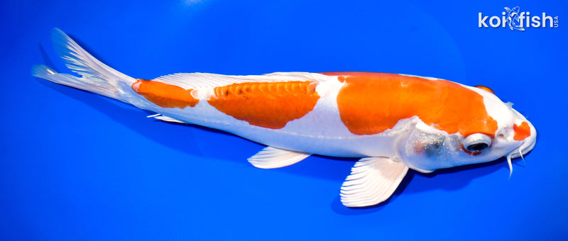 11.25" HEISEI NISHIKI