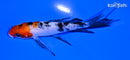4.25" SANKE BUTTERFLY