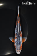 6" ARAGOKE HI SHUSUI