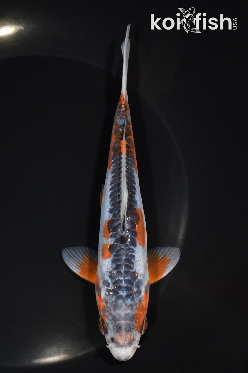 6" ARAGOKE HI SHUSUI