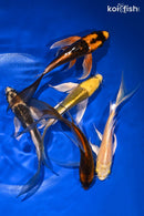 PACK OF (5) 4.75-5.75" BUTTERFLY KOI
