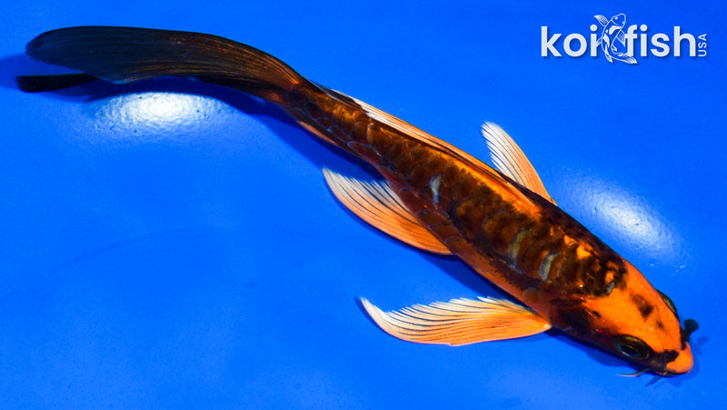 5.5" ARAGOKE ORENJI MATSUBA BUTTERFLY