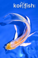 5.75" LEMON HARIWAKE BUTTERFLY