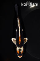 5.75" BENI GINGA