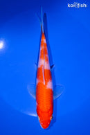 6.25" KOHAKU