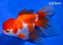4.75" ORNDA GOLDFISH
