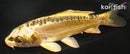 4" KIN KIKOKURYU