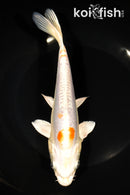 8" KIKUSUI