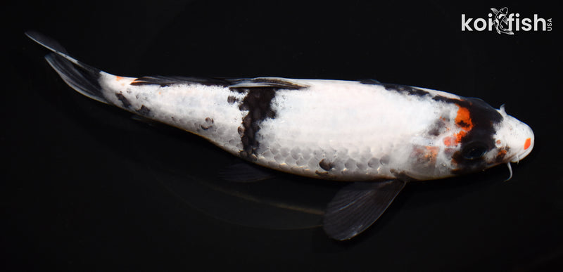 8.5" SHIRO UTSURI