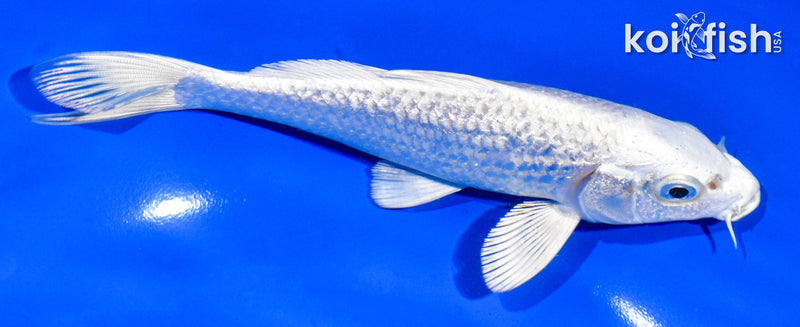 6" GINRIN PLATINUM OGON