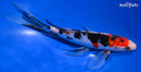 8.75" GINRIN KUCHIBENI SANKE BUTTERFLY
