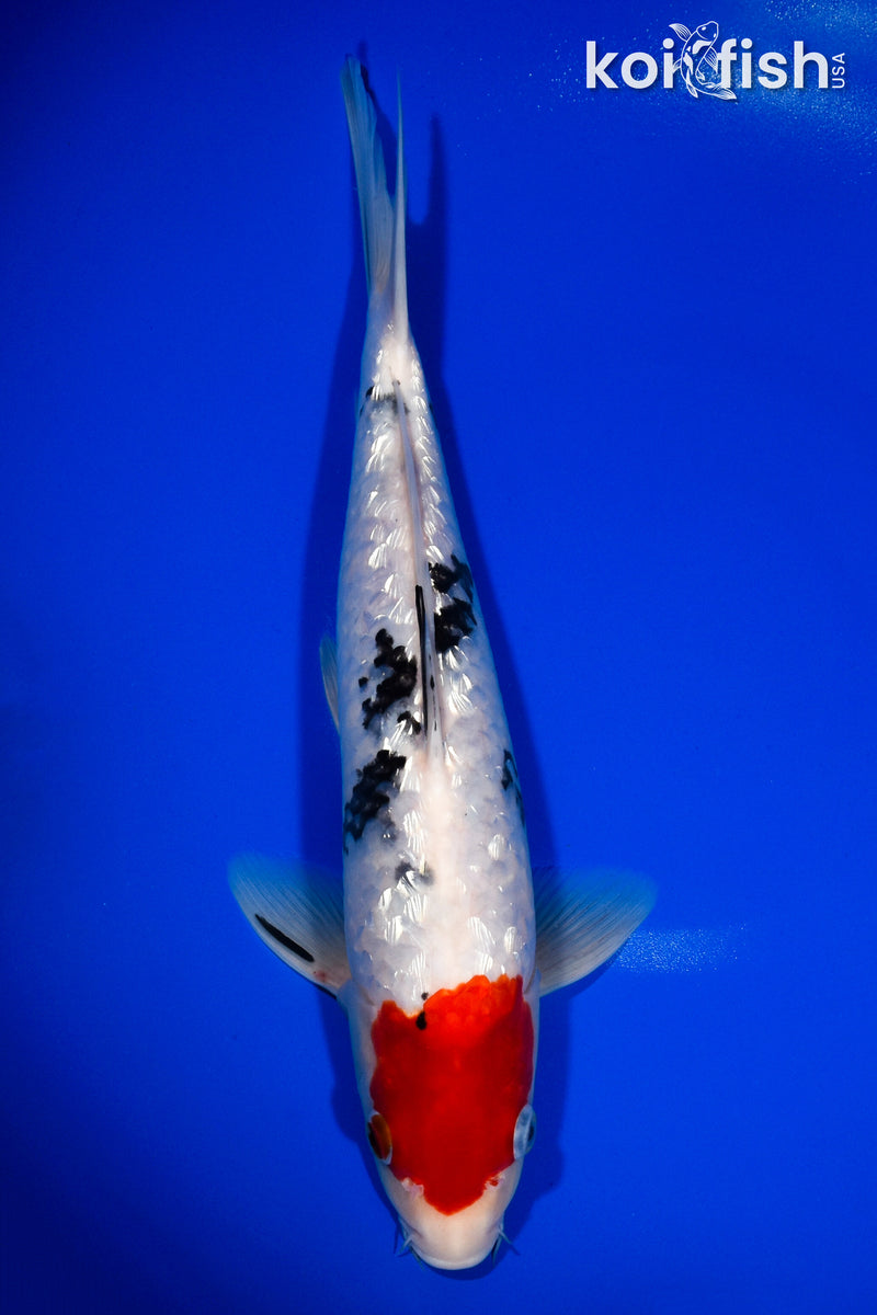 12.75" GINRIN SANKE