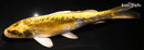 7.5" KIN KIKOKURYU