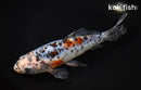 7.5" SHUBUNKIN GOLDFISH