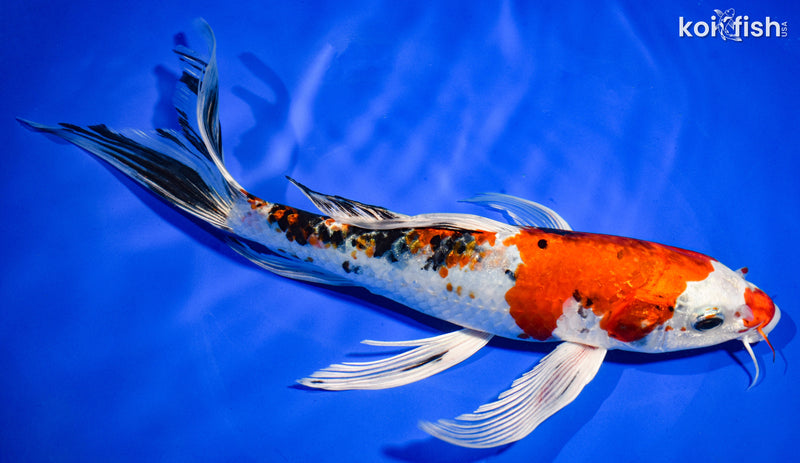 9.5" YAMATO NISHIKI BUTTERFLY