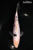 7.5" GINRIN SHIRO BEKKO