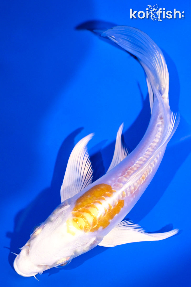 5.5" DOITSU HARIWAKE BUTTERFLY