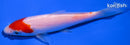 5.25" KOHAKU