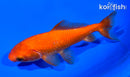 5.5" WAKIN GOLDFISH