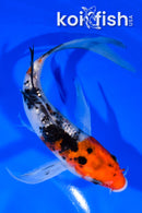 7" GINRIN SANKE BUTTERFLY