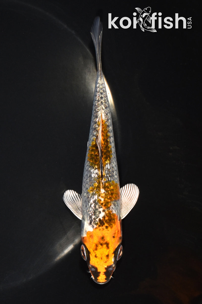 5" GINRIN BENI GINGA