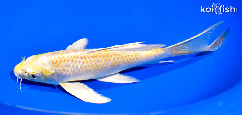 8.25" LEMON HARIWAKE BUTTERFLY
