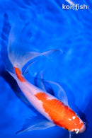 8.5" KOHAKU BUTTERFLY