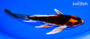 7.75" ORENJI MATSUBA BUTTERFLY