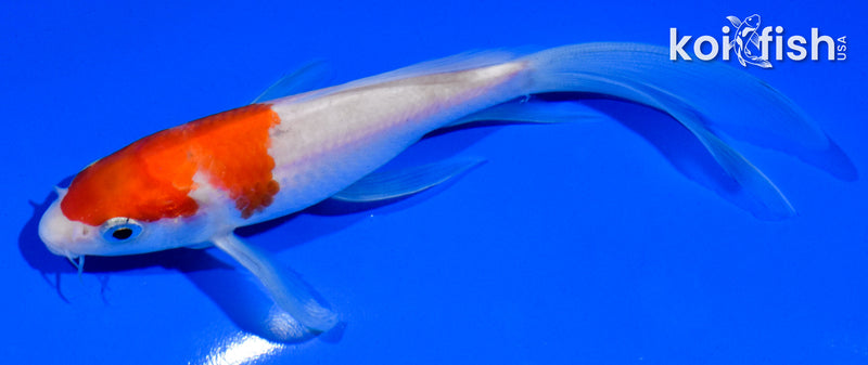 5.5" KOHAKU BUTTERFLY