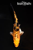 6.75" DOITSU KIN ORENJI BEKKO