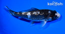 5" GINRIN MATSUKAWABAKE