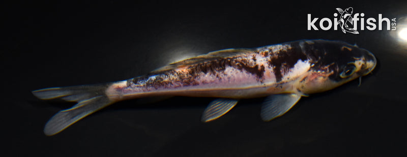 5.5" BENI KUMONRYU