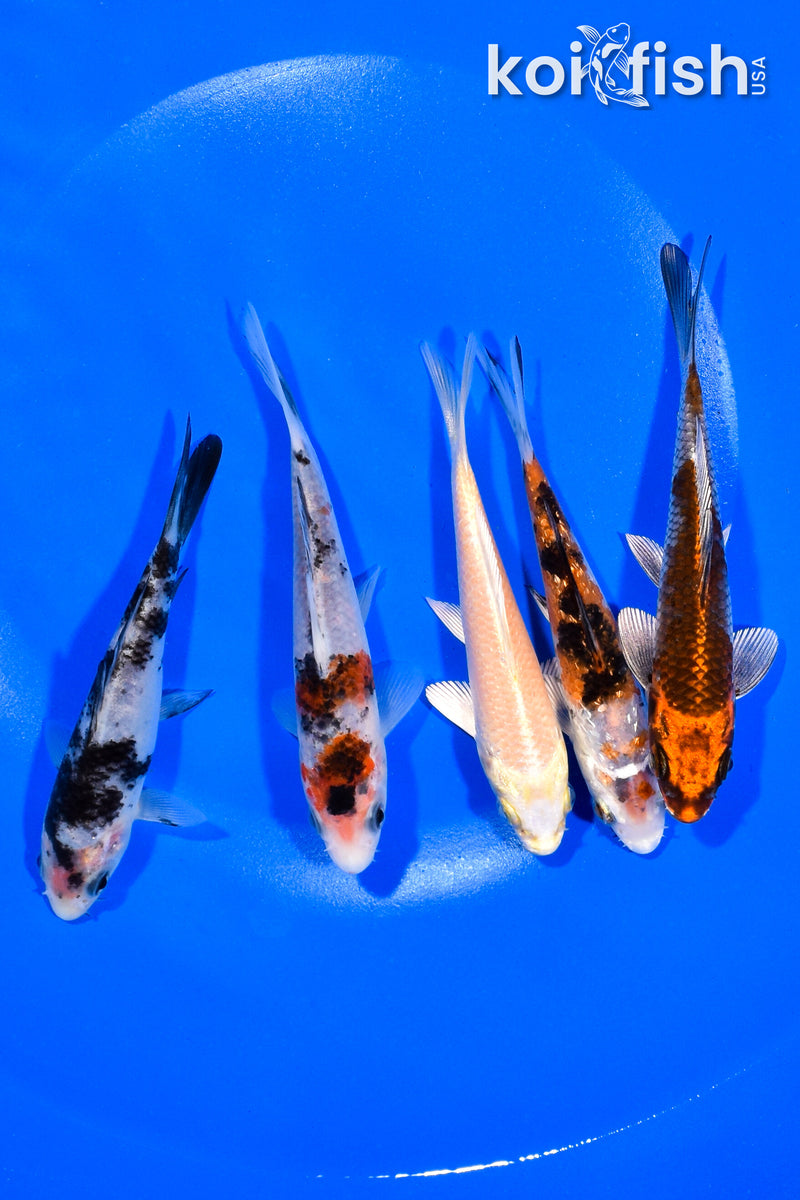 PACK OF (5) 4.25-4.5" STANDARD KOI