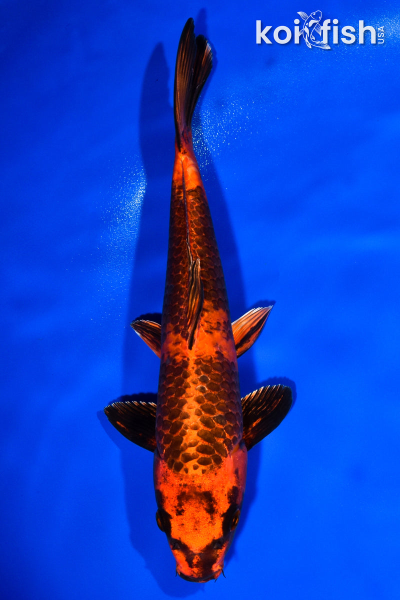 11" KIN HI UTSURI