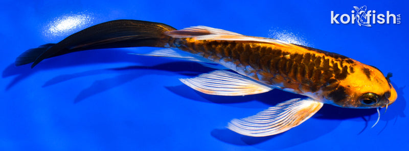 6" ARAGOKE BENI KIKOKURYU BUTTERFLY