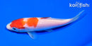 5" KOHAKU