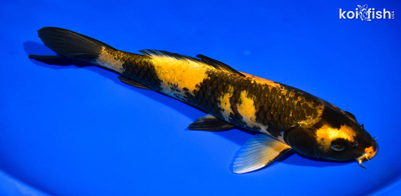 12.5" KI UTSURI
