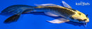 5.5" KIN KI MATSUBA BUTTERFLY