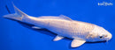 6.25" PLATINUM OGON