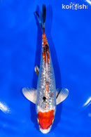 5.5" GINRIN YAMATO NISHIKI