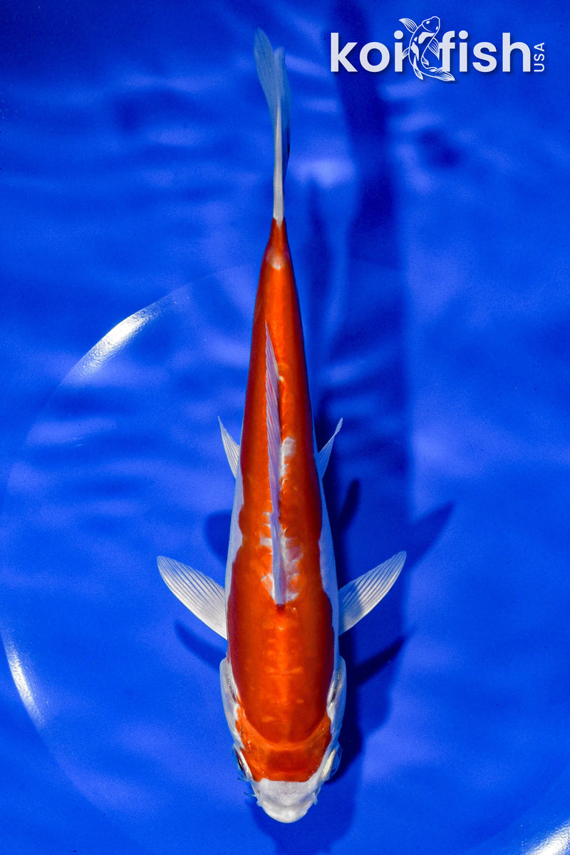 6.75" KIKUSUI