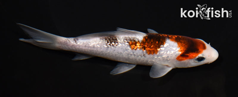 5.5" GINRIN GOROMO